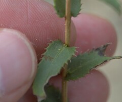 Grindelia lanceolata