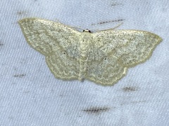 Scopula limboundata