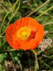 Papaver croceum