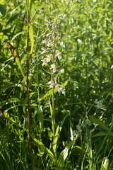 Epipactis palustris