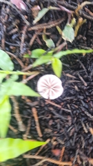 Marasmius haematocephalus