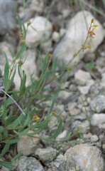 Galphimia angustifolia