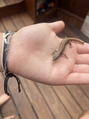 Elgaria multicarinata webbii