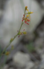 Galphimia angustifolia