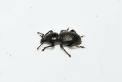 Psallidium