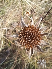 Wyethia angustifolia