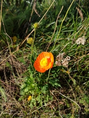 Papaver croceum
