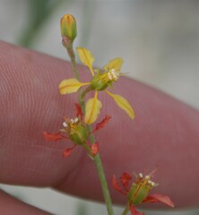 Galphimia angustifolia