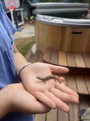 Elgaria multicarinata webbii