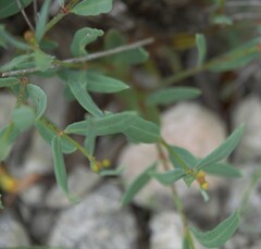 Galphimia angustifolia