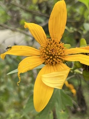 Tithonia diversifolia