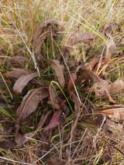 Wyethia angustifolia
