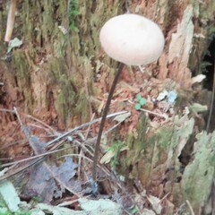 Mycetinis scorodonius