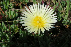Lampranthus reptans