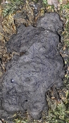 Kretzschmaria deusta