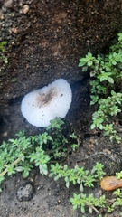 Lentinus tigrinus