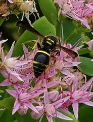 Ancistrocerus catskill