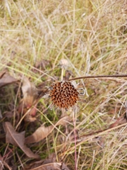 Wyethia angustifolia