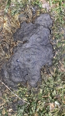 Kretzschmaria deusta