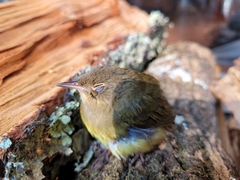 Oporornis agilis