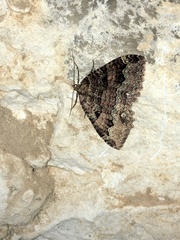 Triphosa dubitata