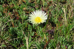 Lampranthus reptans