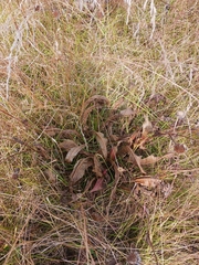 Wyethia angustifolia