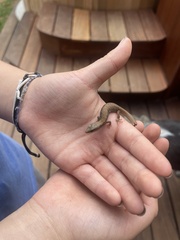 Elgaria multicarinata webbii