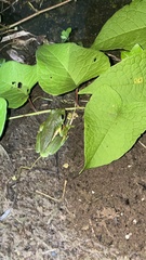 Agalychnis dacnicolor