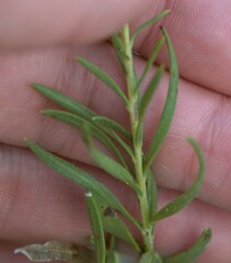 Liatris punctata