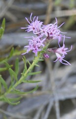 Liatris punctata