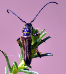 Stenopterus ater