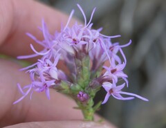 Liatris punctata