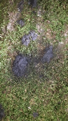 Kretzschmaria deusta