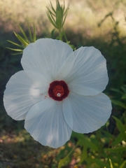 Hibiscus biseptus