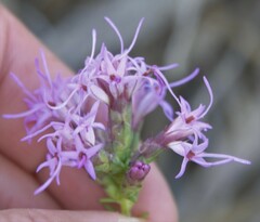 Liatris punctata