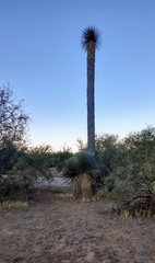 Yucca elata