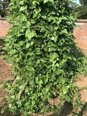 Ampelopsis cordata