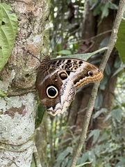 Caligo