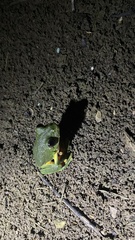 Agalychnis dacnicolor