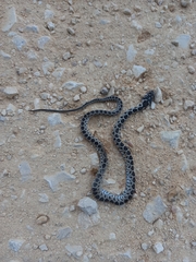 Hemorrhois hippocrepis