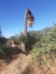 Yucca elata