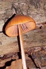 Entoloma quadratum