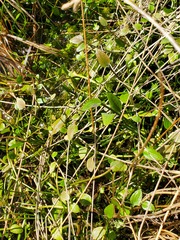 Ranunculus flammula