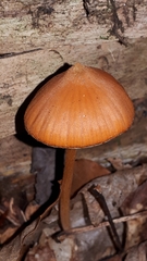 Entoloma quadratum