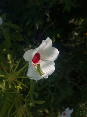 Hibiscus biseptus