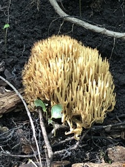 Phaeoclavulina flaccida