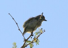 Pogoniulus chrysoconus