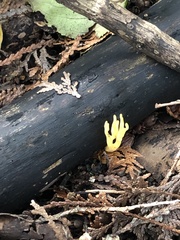 Phaeoclavulina flaccida