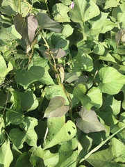 Ipomoea batatas
